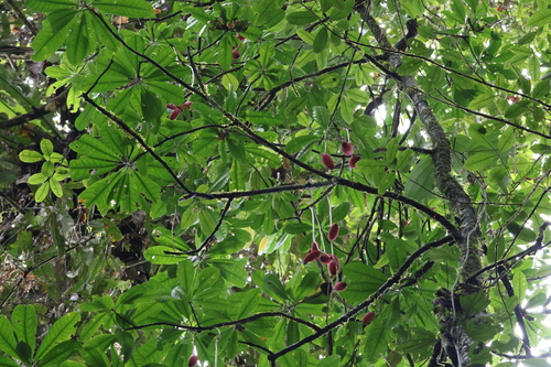 Barringtonia apiculata observed 2024-01-27