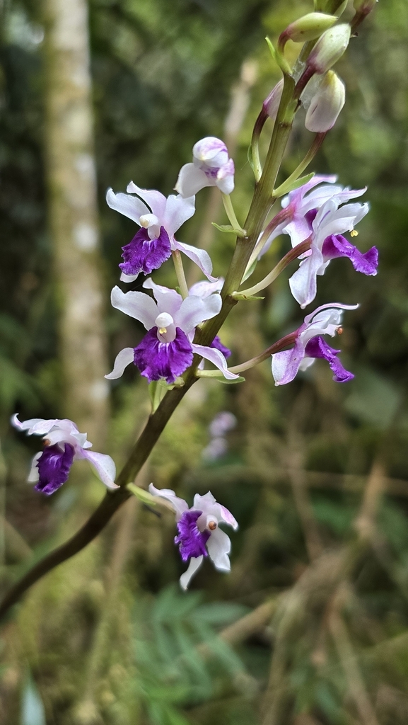 Warreella cyanea