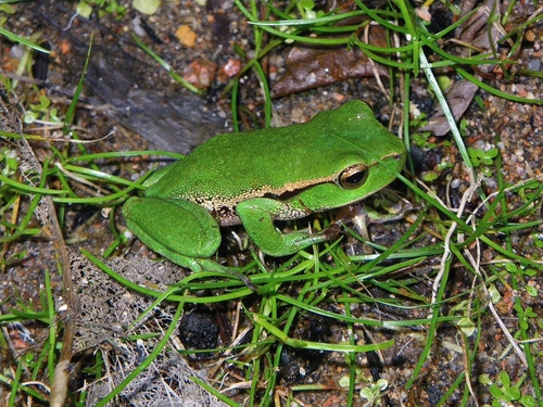 Narrow-fringed Frog