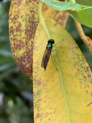Unknown species found near Fairmount Blvd, Eugene, OR, US