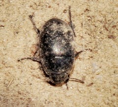 Zophosis punctata