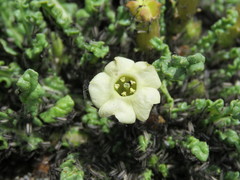 Nicotiana acaulis (Nicotiana acaulis)