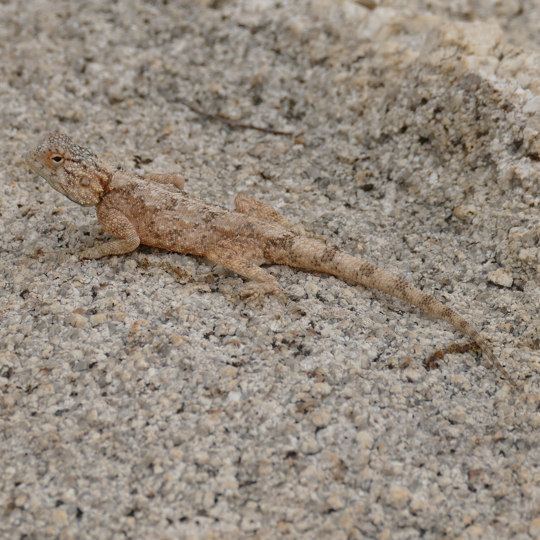 Agama anchietae Bocage, 1896