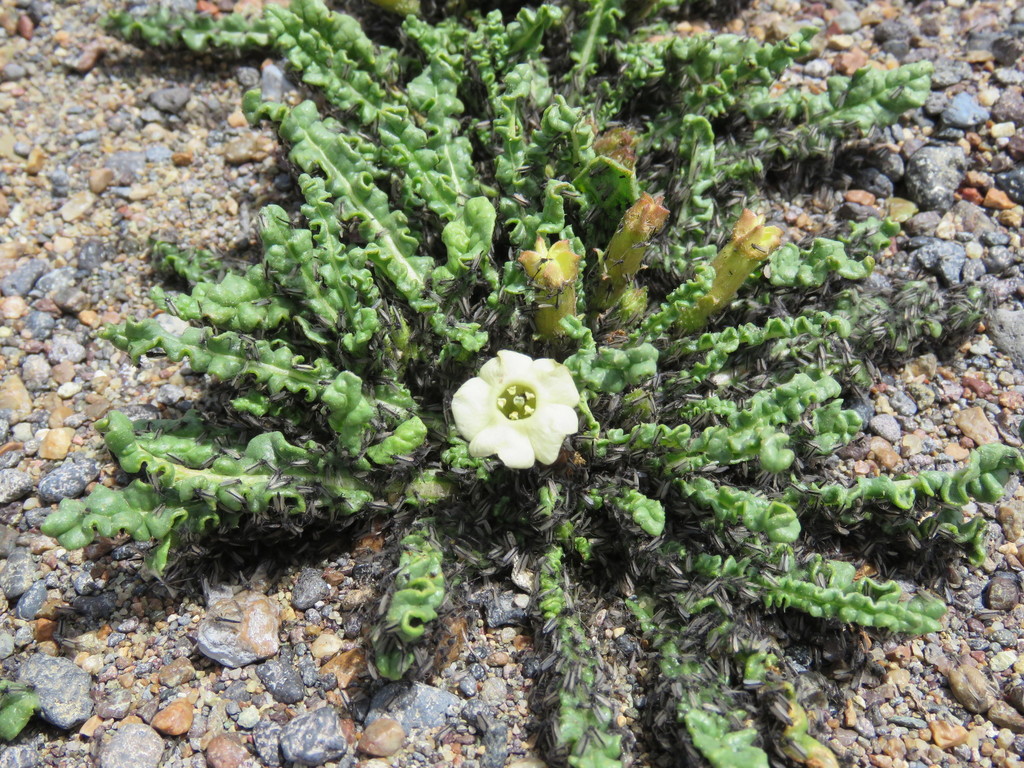 Nicotiana acaulis