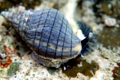 Cominella virgata