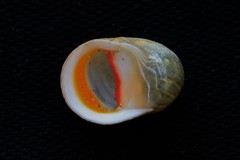 Nerita erythrostoma
