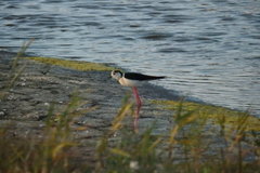 Himantopus himantopus