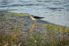 Himantopus himantopus