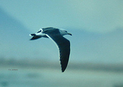 Larus crassirostris