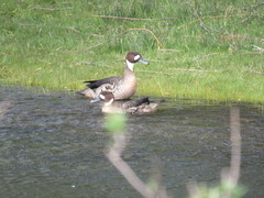 Speculanas specularis