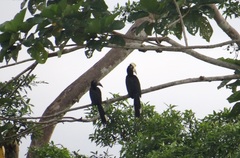 Anthracoceros malayanus