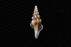 Fasciolariidae