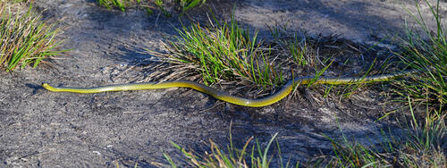 Common Tree Snake sighting