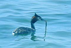 Podiceps cristatus