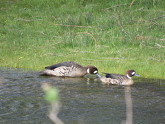 Speculanas specularis