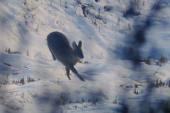 Hydropotes inermis argyropus