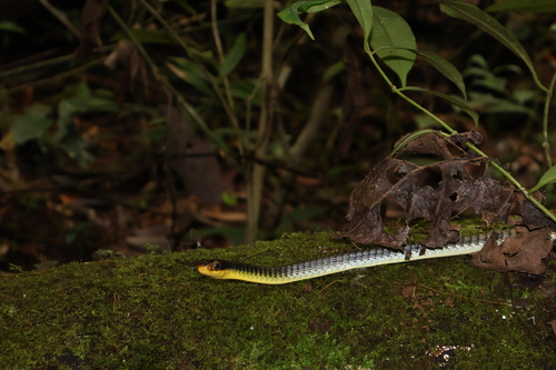 Big-eyed Tree Snake