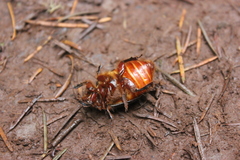 Pleocoma dubitabilis