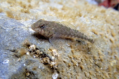 Bellapiscis medius