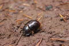 Pleocoma dubitabilis