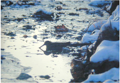 Gallinago solitaria