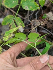 Angelica genuflexa, photograph (c) Katherine Baird, some rights reserved (CC BY)
