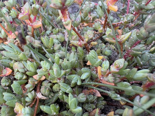 Spur Brighfig (Lampranthus calcaratus)