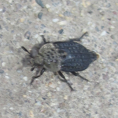 Thanatophilus lapponicus