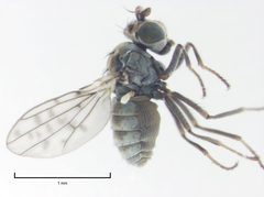 Nostima negramaculata