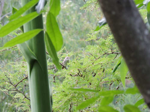 iNaturalist image