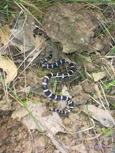 Eastern Bandy Bandy sighting