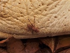 Lutomyia spurca