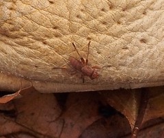 Lutomyia spurca