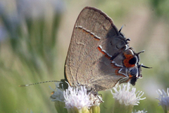 Electrostrymon hugon