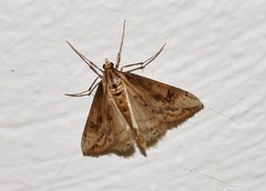 Evergestis isatidalis