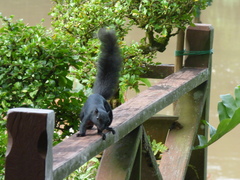 Callosciurus prevostii pluto