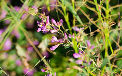 Lespedeza floribunda, photograph (c) Zinogre, some rights reserved (CC BY-SA)