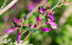 Lespedeza floribunda, photograph (c) Zinogre, some rights reserved (CC BY-SA)