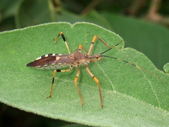 Zelus janus