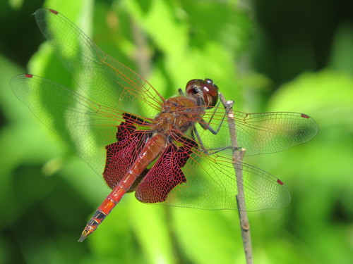 Carolina Saddlebags