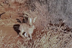 Lepus saxatilis