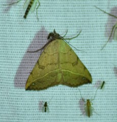 Hemeroplanis floccalis