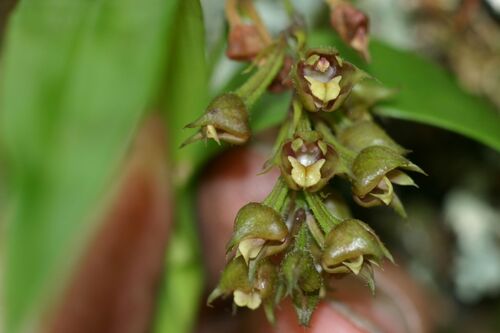 Polystachya simplex