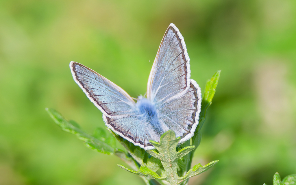Polyommatus amorata