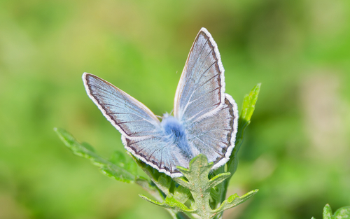 Polyommatus amorata