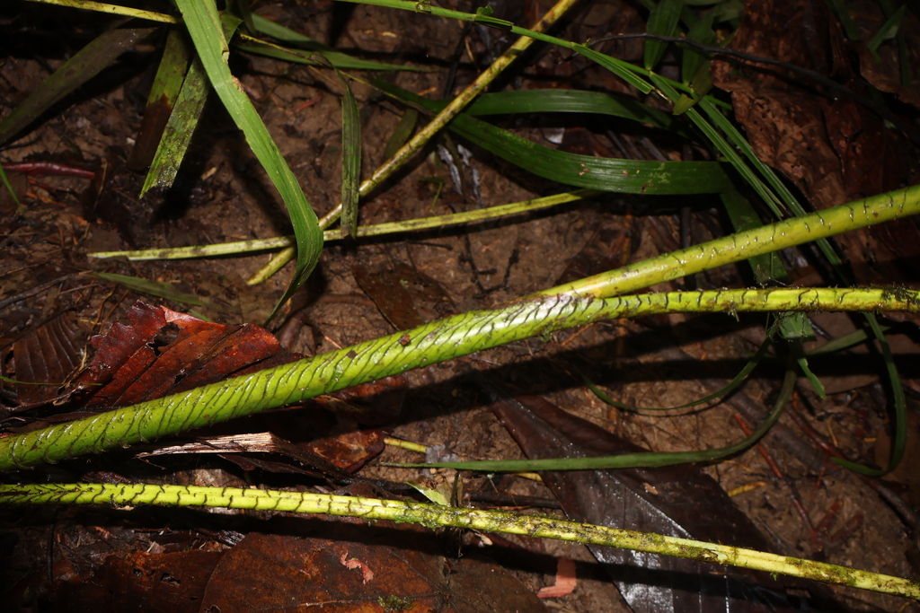 Calamus pseudozebrinus