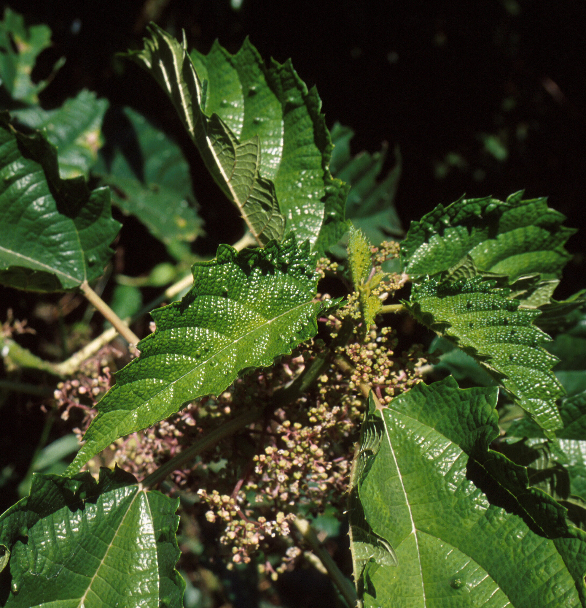 Urera baccifera