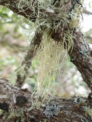 Ramalina pacifica