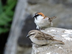 Iago Sparrow photo 3