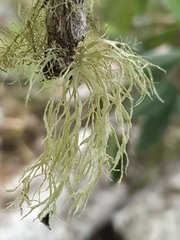 Ramalina pacifica